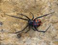 Latrodectus tredecimguttatus